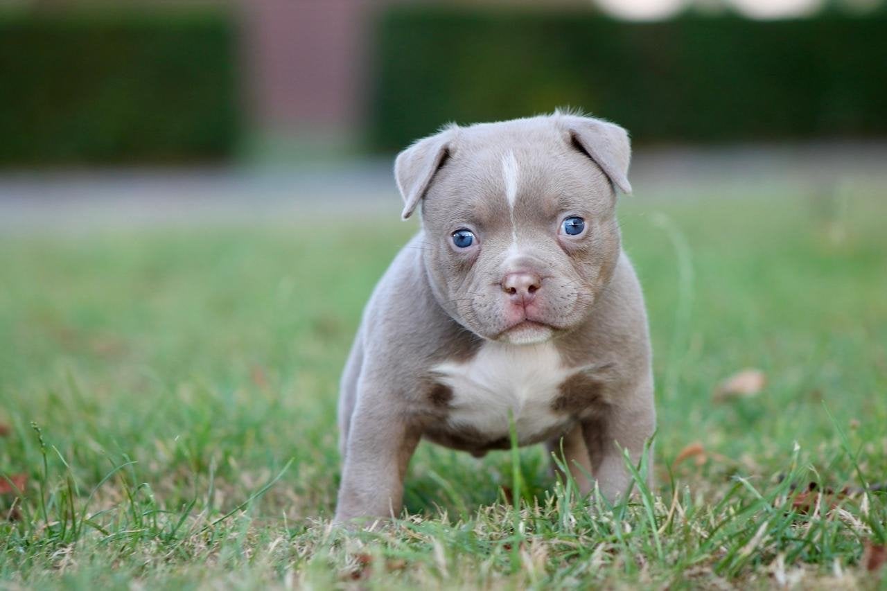 Unieke Pocket Bully puppy’s met stamboom!, België, Fokker | Hobbymatig, Reu, 8 tot 15 weken