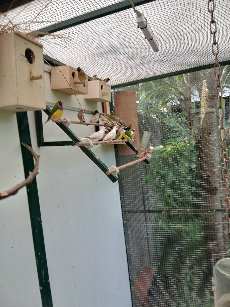 Te koop         Diamantduifjes, Dieren en Toebehoren, Vogels | Overige Vogels