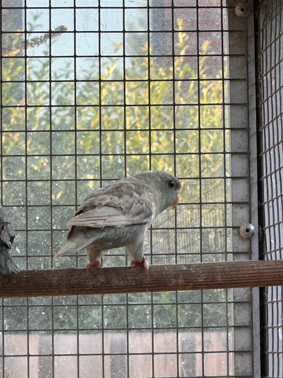 Catharina parkiet pop, Dieren en Toebehoren, Vogels | Overige Vogels, Vrouwelijk, Geringd
