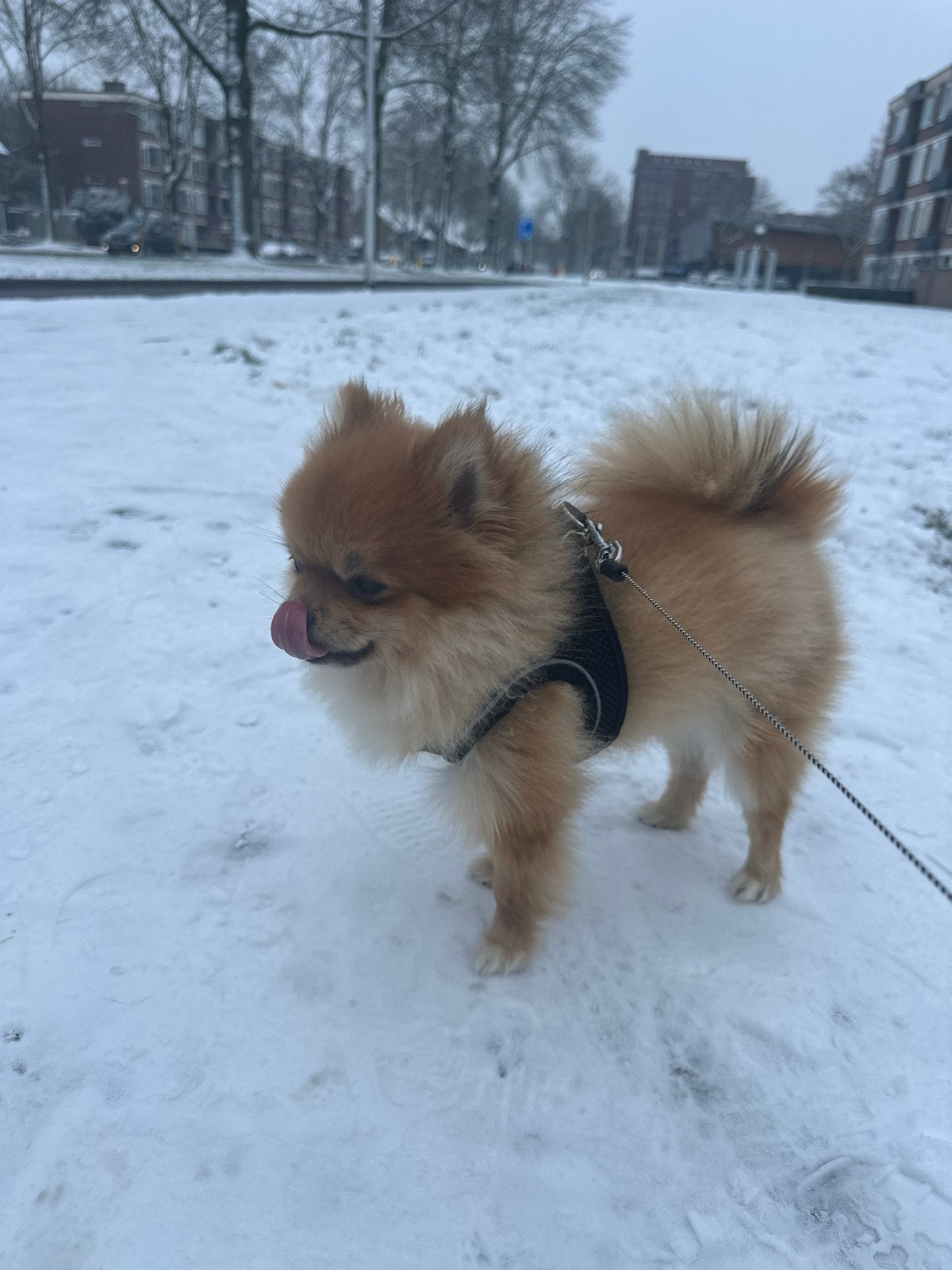 Pomeriaan reu 1,5 jaar oud, Dieren en Toebehoren, Parvo, Particulier, Reu, 1 tot 2 jaar