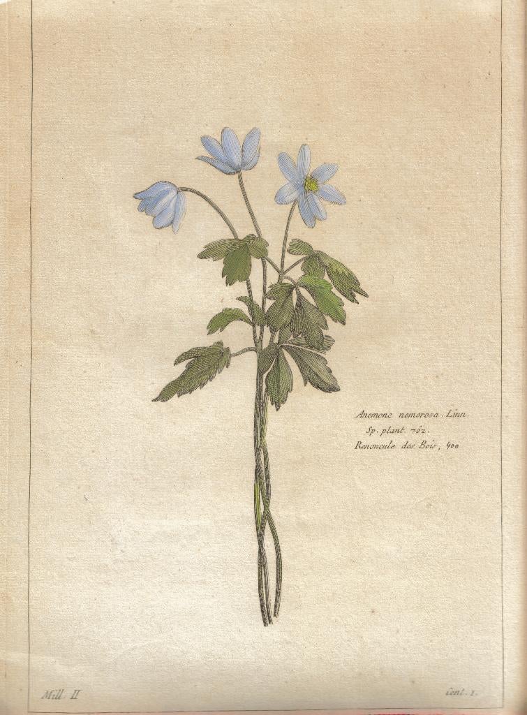 Jean Victor Dupin n. Buchoz gravure "Anemone nemorosa", 1750, Antiek en Kunst, Kunst | Etsen en Gravures, Ophalen, Gravure, Flora en Fauna