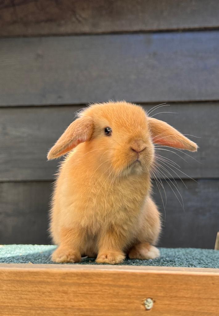 Prachtige raszuivere minilop ram, Dieren en Toebehoren, Konijnen, Mannelijk, Klein, Hangoor, 0 tot 2 jaar