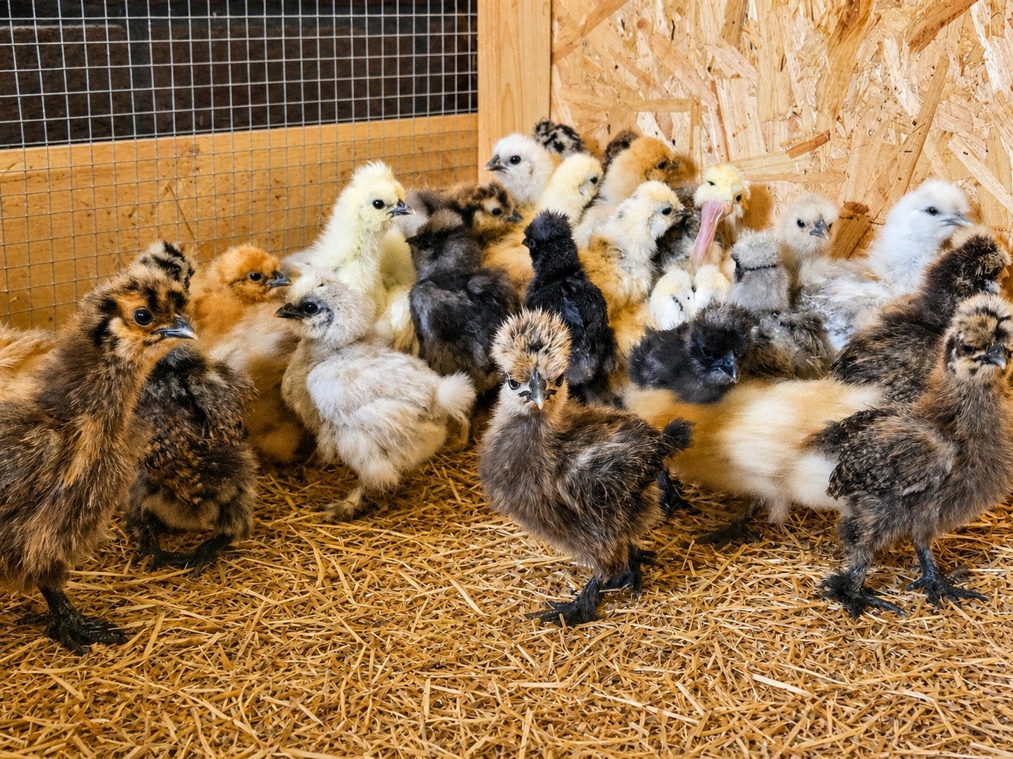 Zijdehoen hennen *4.5 week*, Dieren en Toebehoren, Pluimvee, Vrouwelijk, Kip