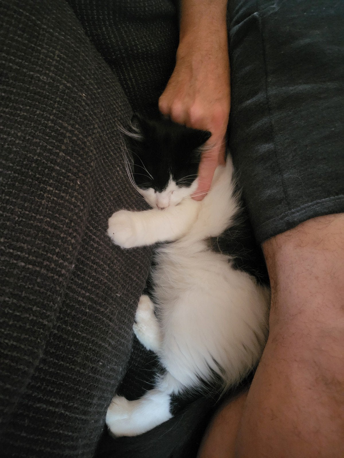 laatste unieke zwart wit Siberische kitten  met stamboom., Meerdere dieren, Gechipt