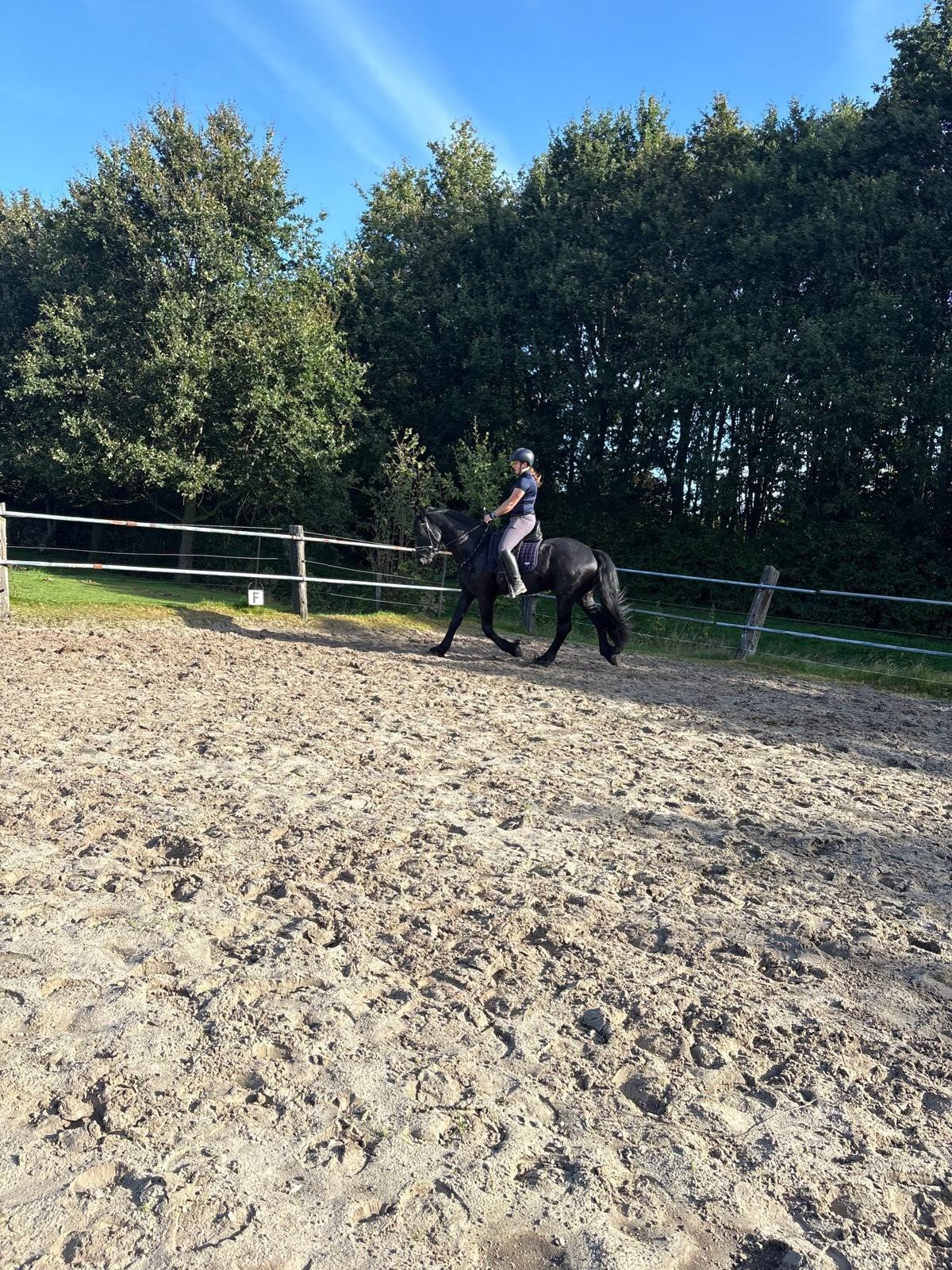 Te koop mooie 3 jarige friese hengst, Dieren en Toebehoren, Met stamboom, Hengst, 3 tot 6 jaar, 160 tot 165 cm