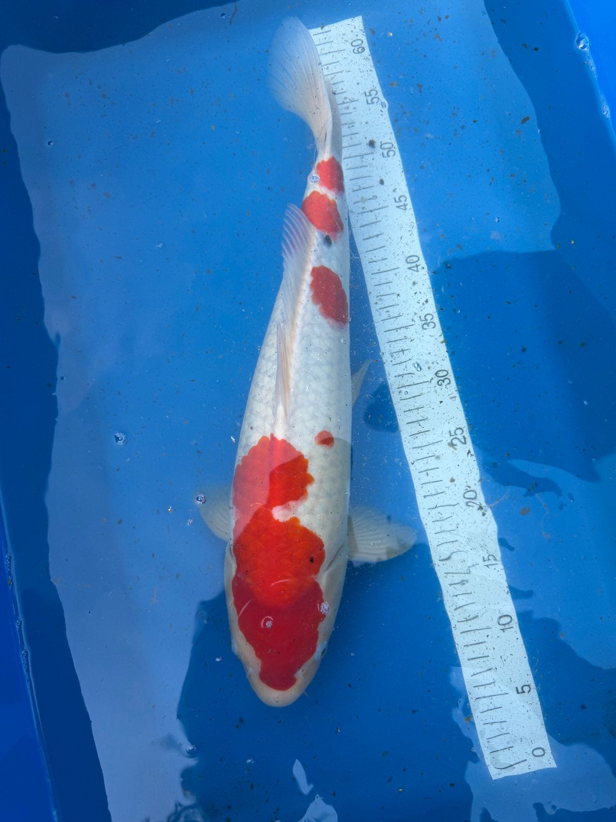 Taniguchi Kohaku Female – Japanse koi 50/55cm – Azukari, Karper of Koi