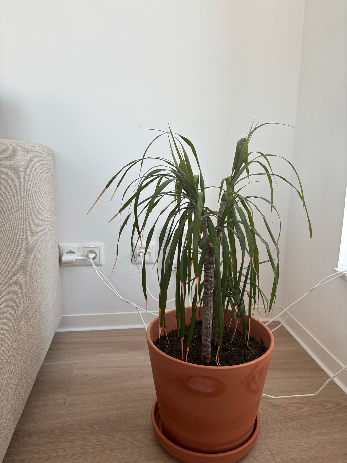 Dracaena plant met pot - 70 cm hoog, pot 30 cm diameter, Ophalen, Overige soorten, In pot, Minder dan 100 cm