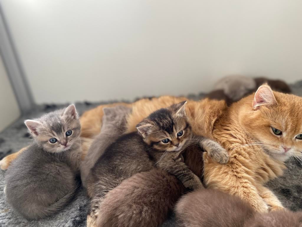 Prachtige raszuivere Britse Kortharen kittens te koop, Meerdere dieren, Gechipt, 0 tot 2 jaar