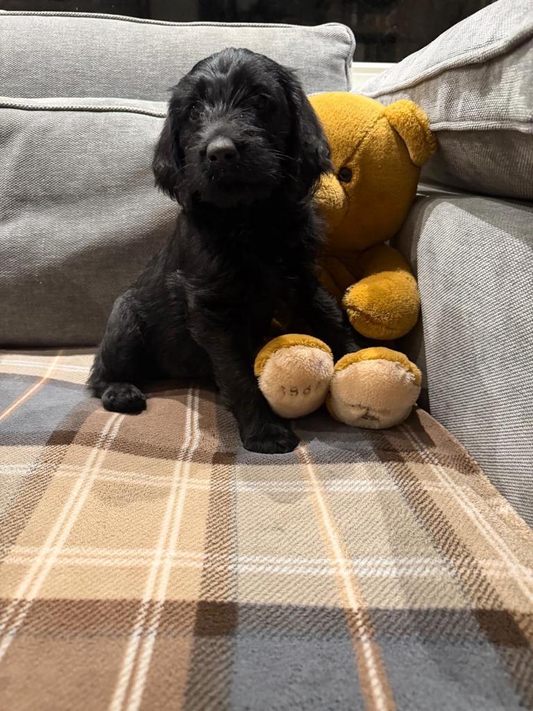 Labradoodle midium pups, Parvo, 8 tot 15 weken, Meerdere, Meerdere dieren