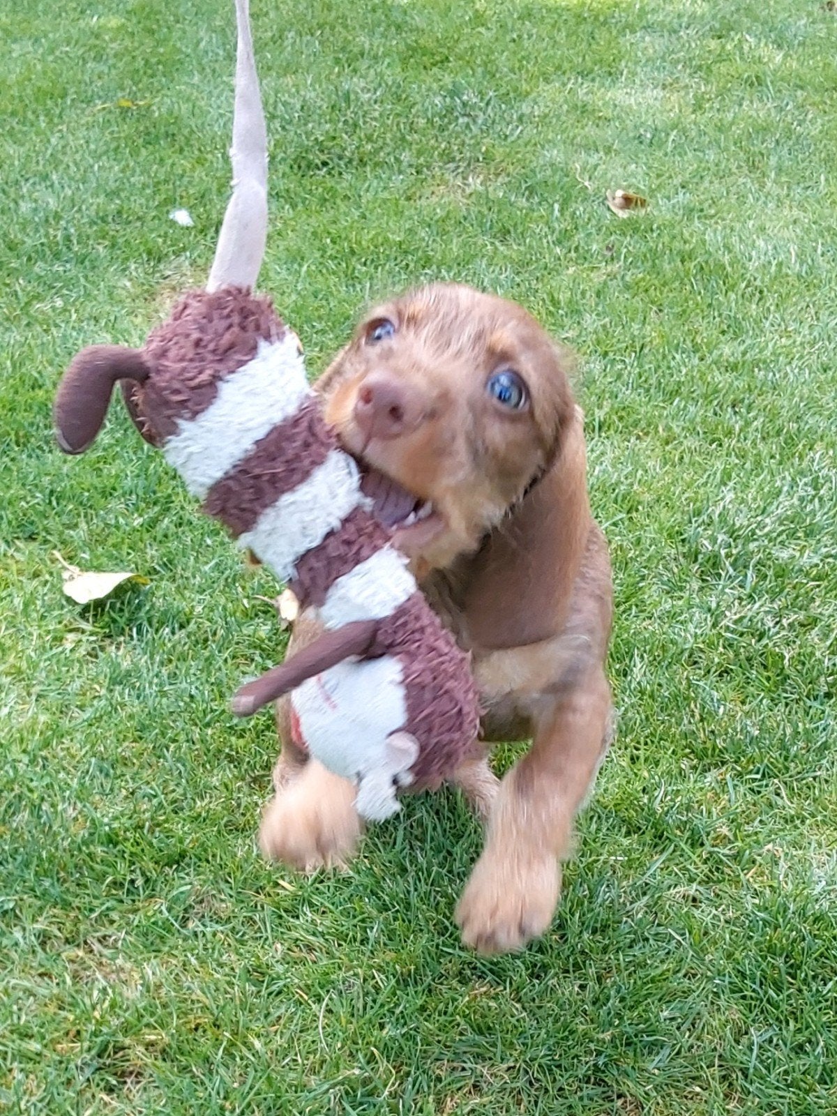 choco tan reutje ruwhaar dwerg teckel, Dieren en Toebehoren, Reu, CDV (hondenziekte), 8 tot 15 weken, Dwerg