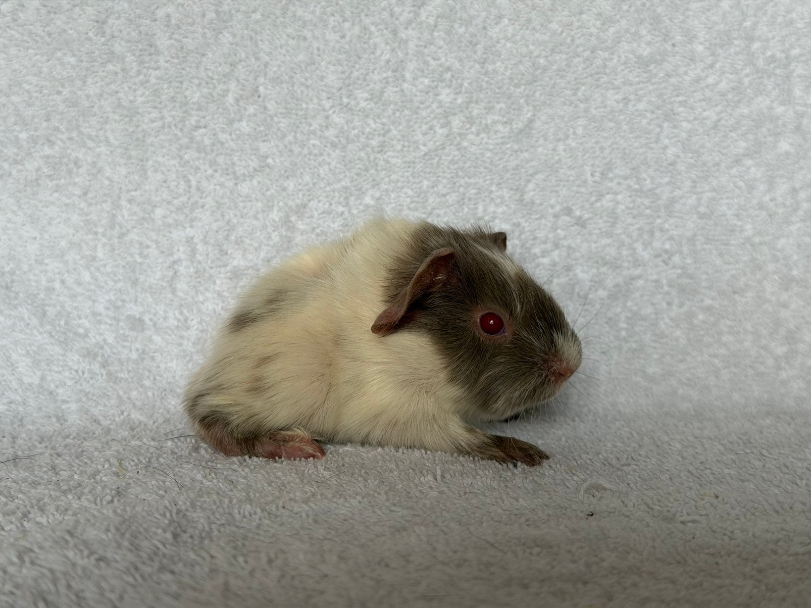 Lilac dalmatiner ridgeback cavia beertje, Dieren en Toebehoren, Juni, Mannelijk, Cavia