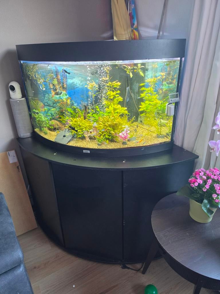 Hoek aquarium met kast, Ophalen