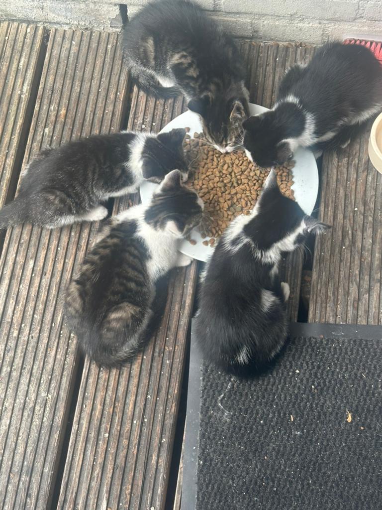 Kittens, Meerdere dieren