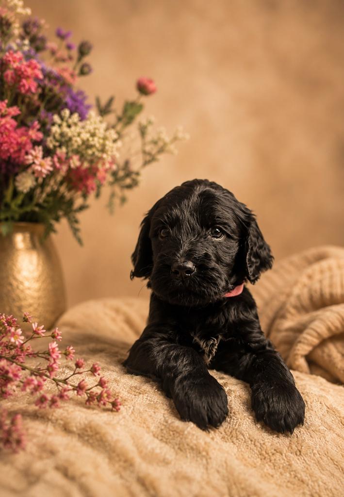 Superlieve labradoodle /goldendoodle pup, Reu, 8 tot 15 weken, Meerdere, Nederland
