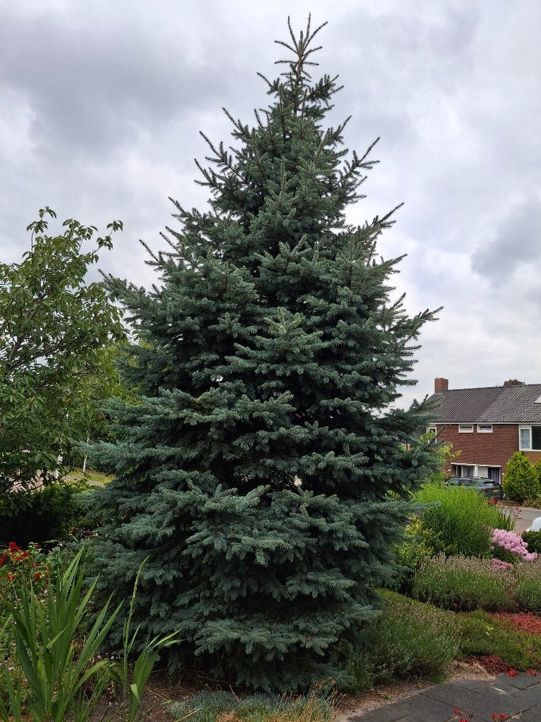 Mooie Kerstboom blauwspar 7 meter, zelf uithalen. RESERVEER, Tuin en Terras, Planten | Bomen, Ophalen, Bloeit niet, Halfschaduw