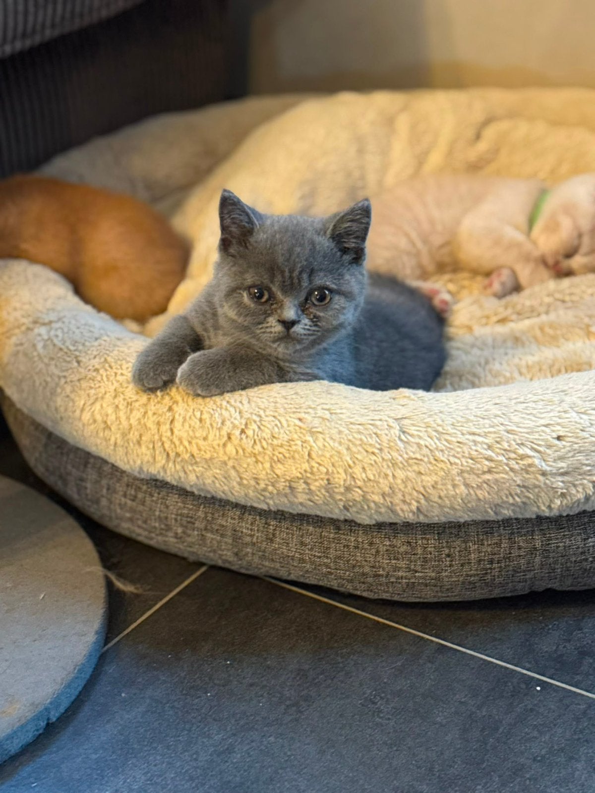 Prachtige forse britse korthaar kitten  geent ontwormd, Dieren en Toebehoren, Kater, Ontwormd, 0 tot 2 jaar