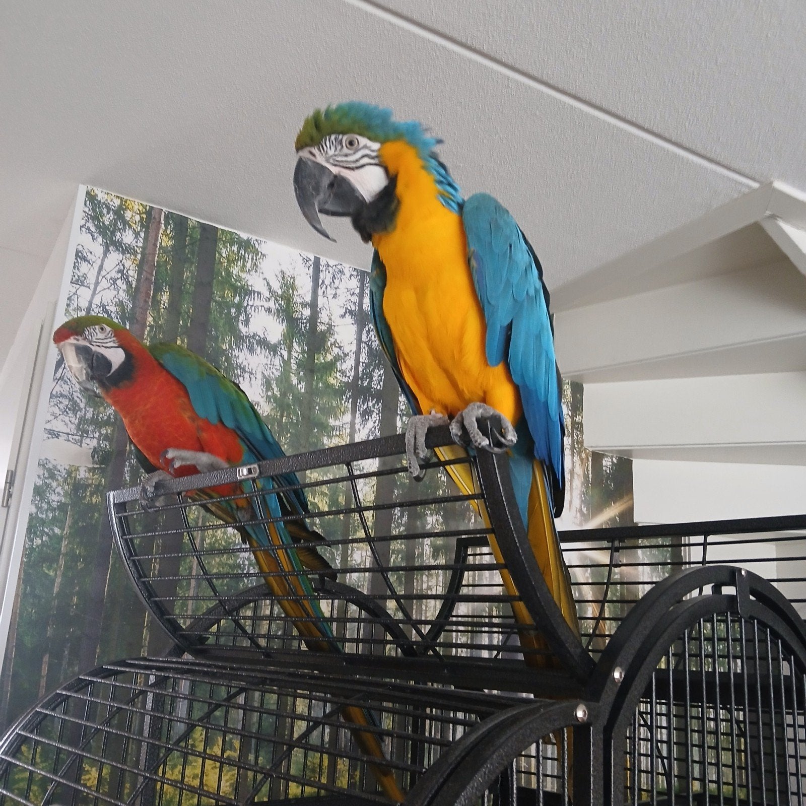 Freeflight ara's. Harlekijn x blauw-gele, Dieren en Toebehoren, Meerdere dieren, Papegaai, Tam