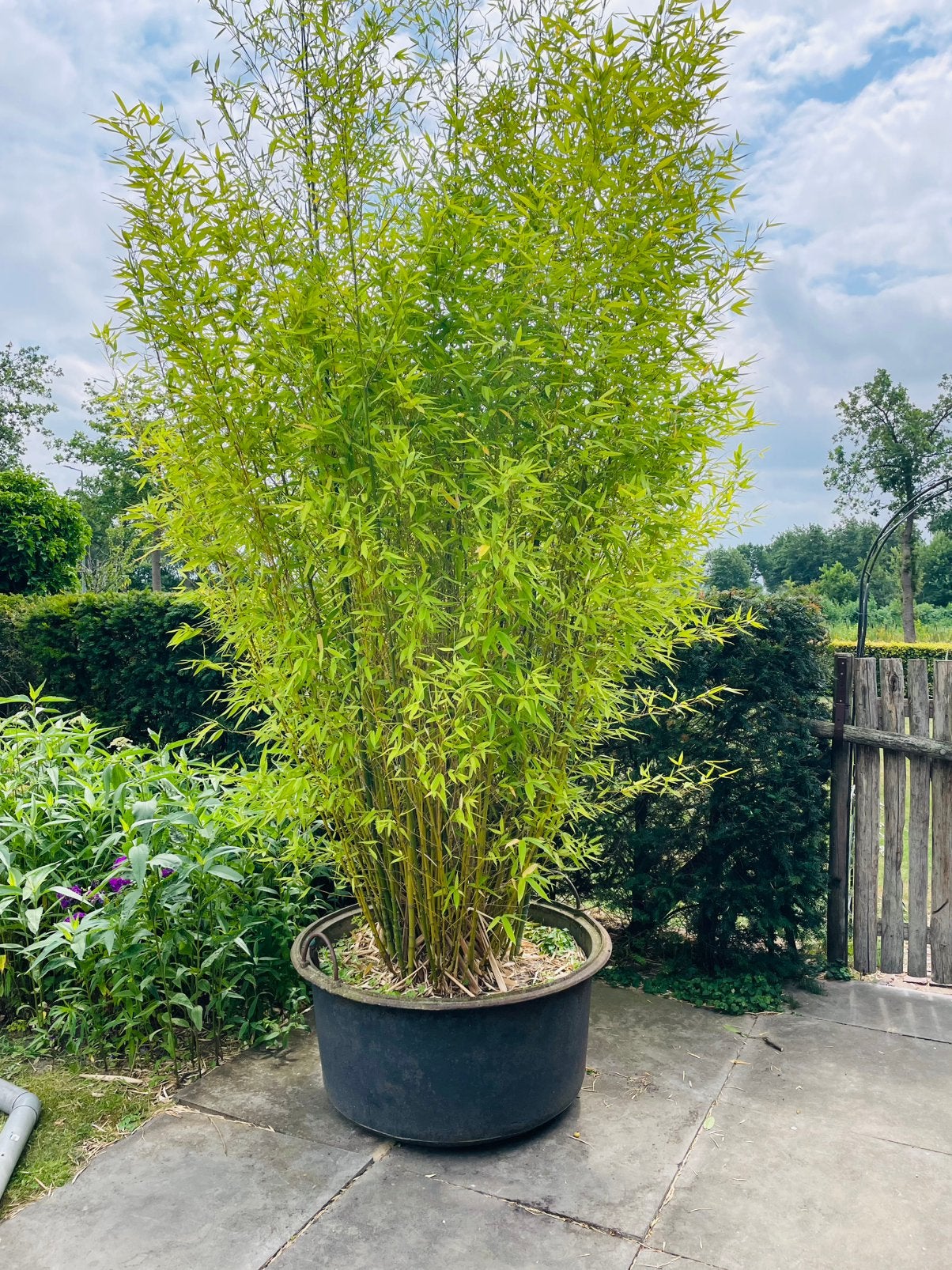 Super grote bamboe in robuuste gietijzeren waterbak ton, Tuin en Terras, Planten | Struiken en Hagen, Ophalen, Bamboe, 250 cm of meer