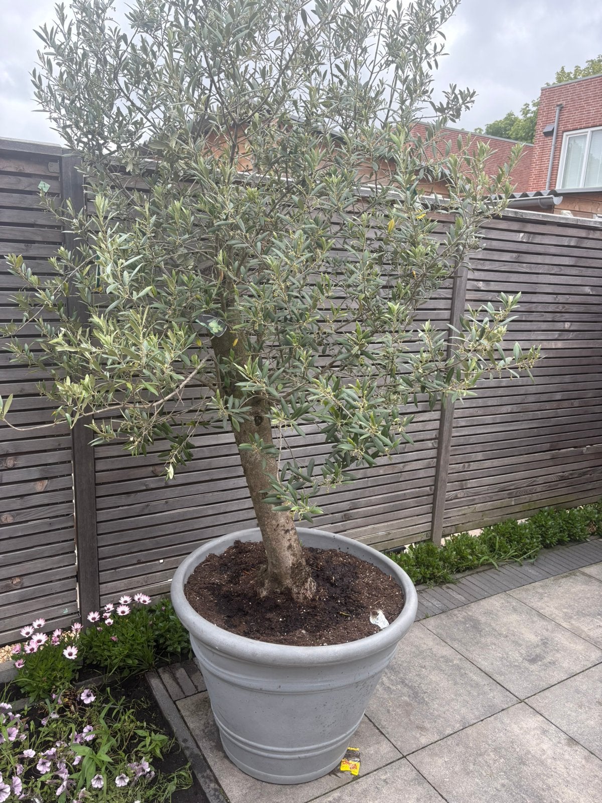 Olijfboom 2 stuks, Tuin en Terras, Planten | Bomen, 100 tot 250 cm, Olijfboom, Zomer, Ophalen