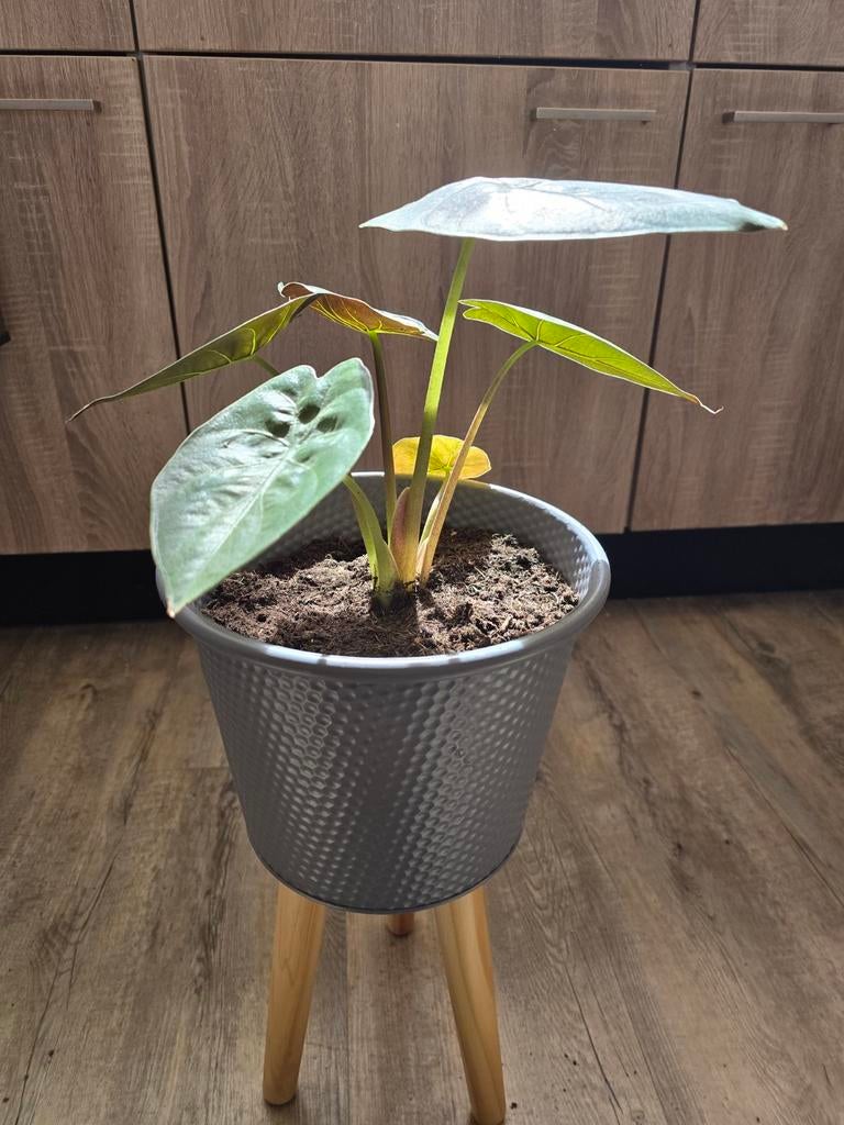 Alocasia Wentii ( Olifantsoor), Ophalen, Halfschaduw, Minder dan 100 cm