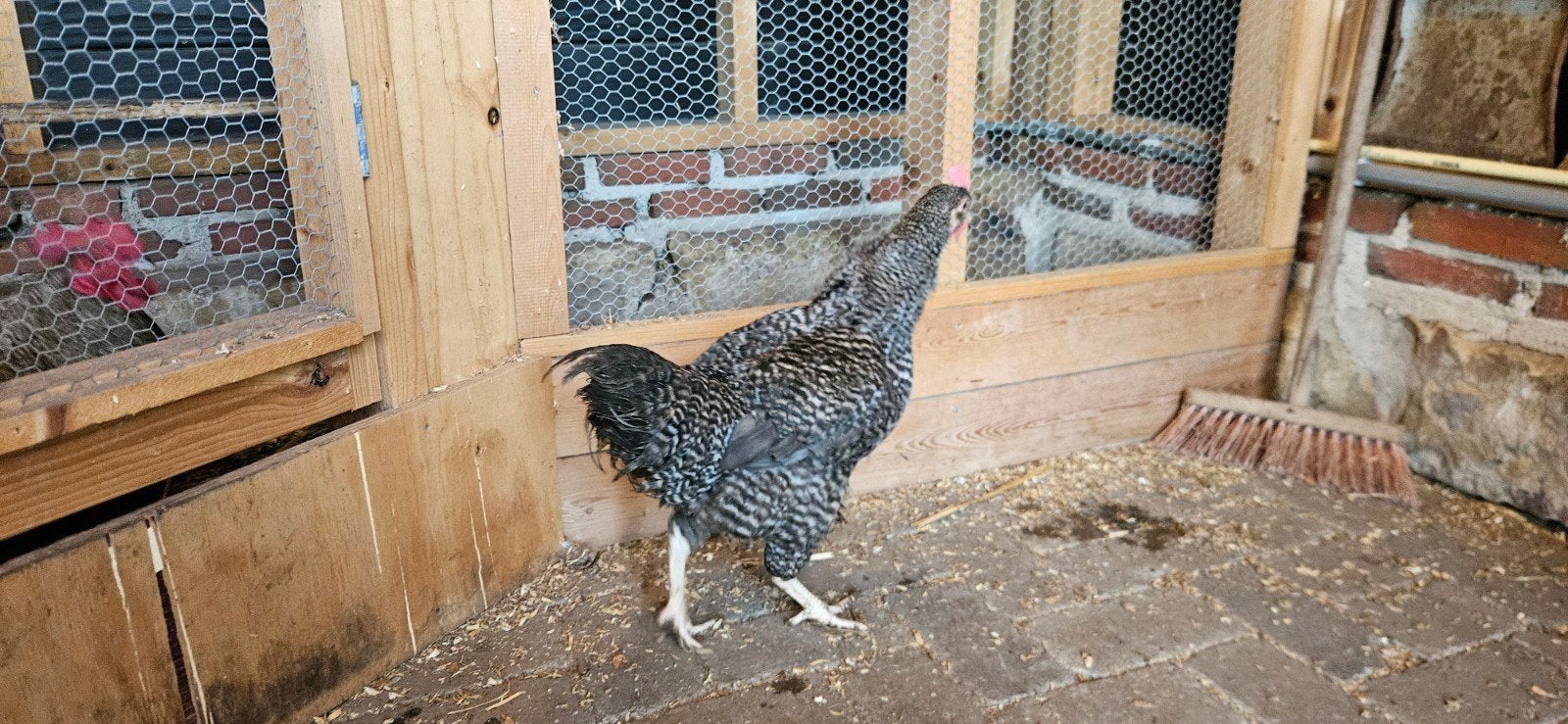 sussex koekoek haantjes/hen, Meerdere dieren, Kip