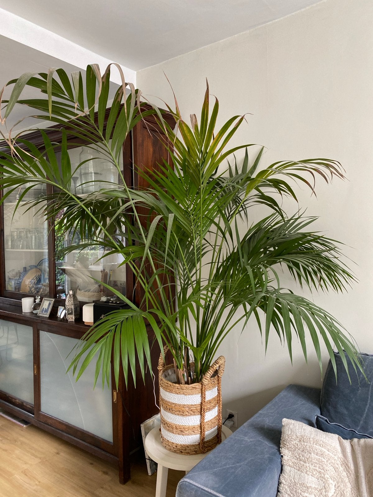Grote volle Kentia Palm, Ophalen, Palm, Halfschaduw, In pot