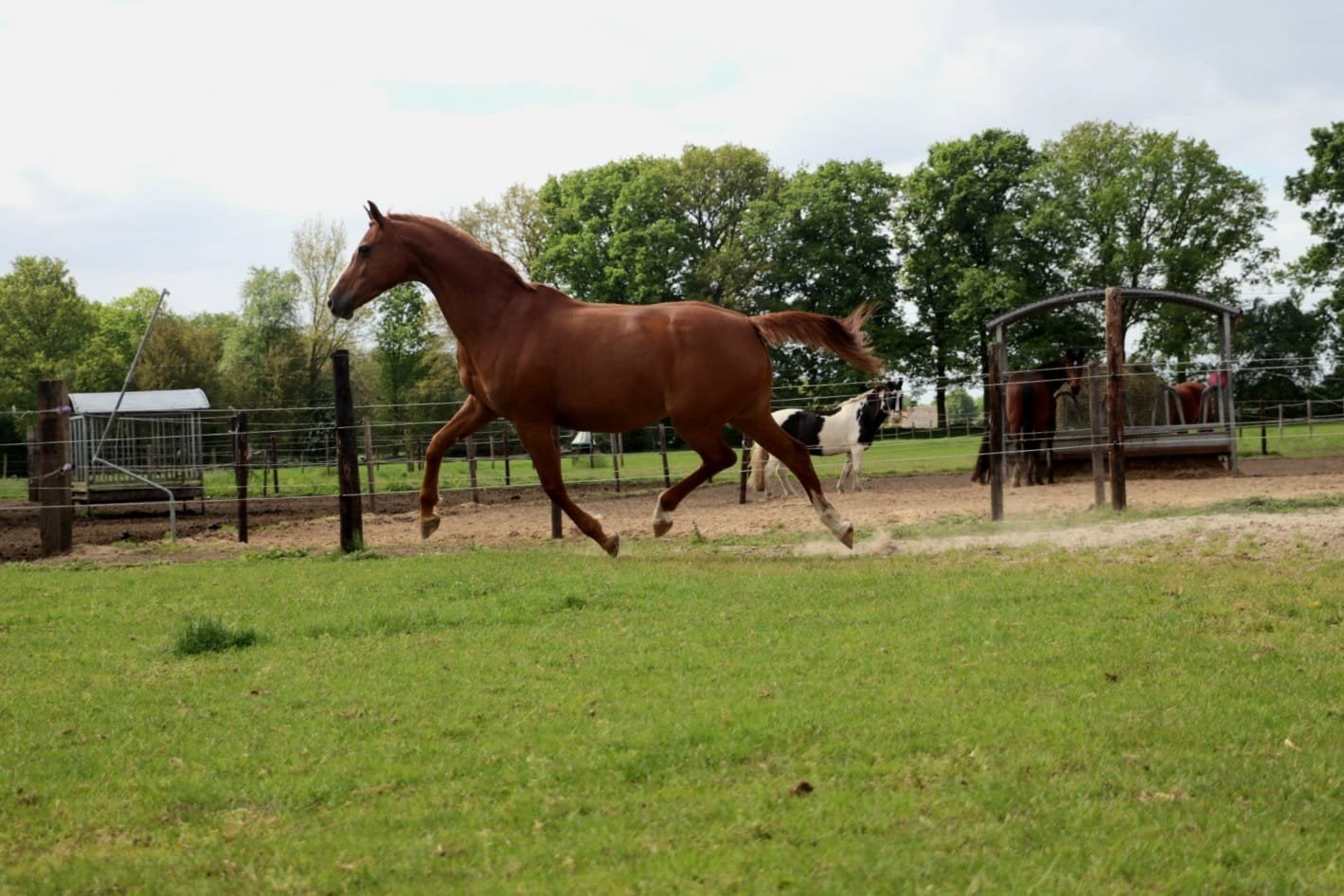 Diverse merrie s KWPN,  NRPS en Arabier (drachtig)