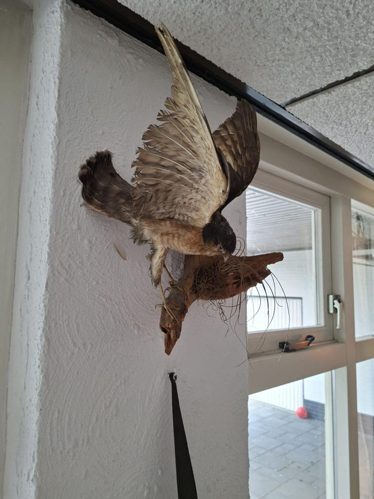 Opgezette vogel (sperwer), Geslacht onbekend, Roofvogel