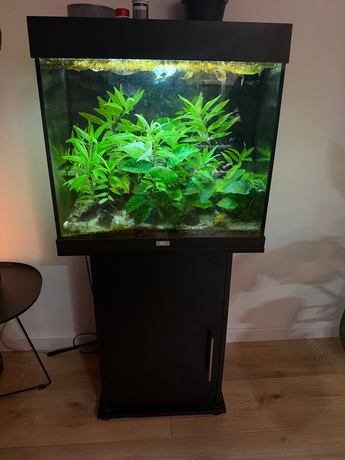 Juwel 120 aquarium met onderkast, CO₂-systeem en toebehoren, Ophalen, Gebruikt, Gevuld zoetwateraquarium, Pomp