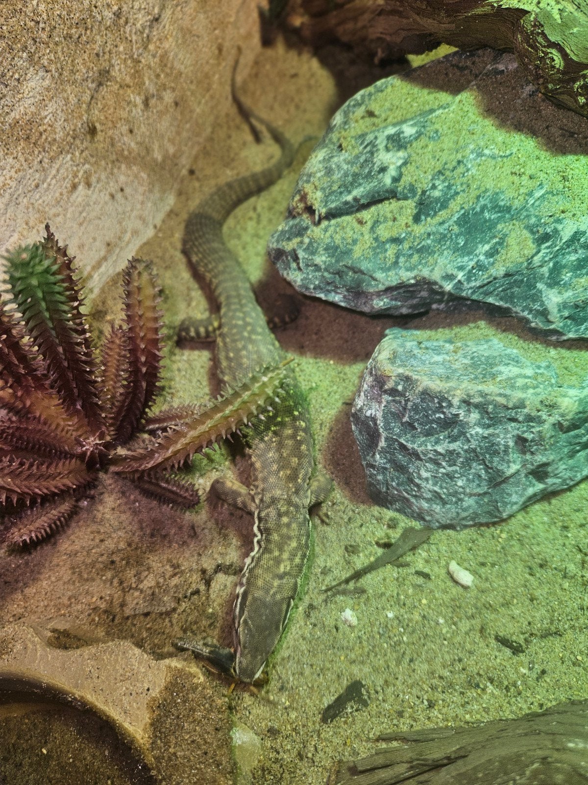terrarium incl acanthures stekelstaartvaraan, Dieren en Toebehoren, Hagedis, Met terrarium, 0 tot 2 jaar