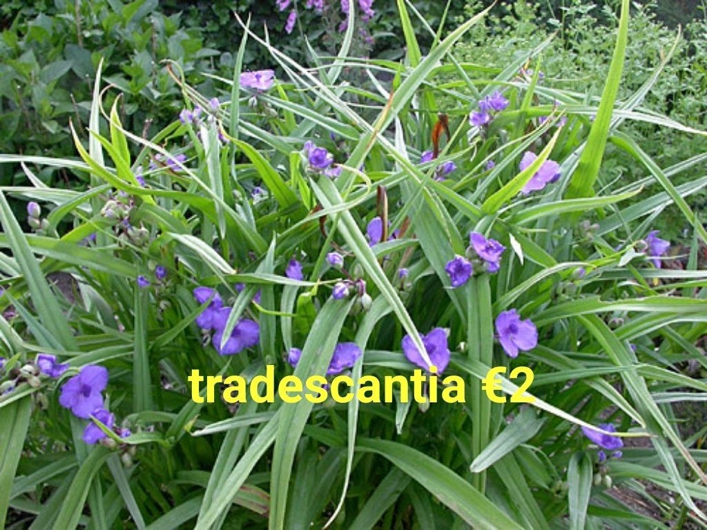 tradescantia planten, Tuin en Terras, Ophalen of Verzenden, Overige soorten, Volle zon