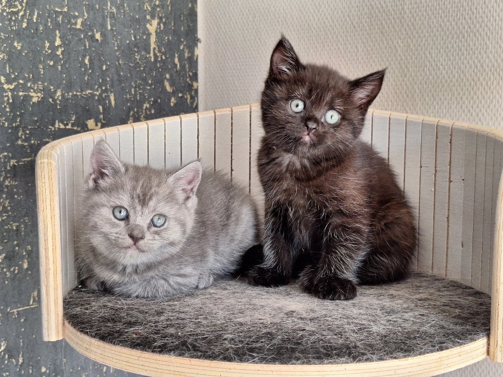 Brits Korthaar kitten op zoek naar een gouden mandje, Meerdere dieren, Gechipt, 0 tot 2 jaar