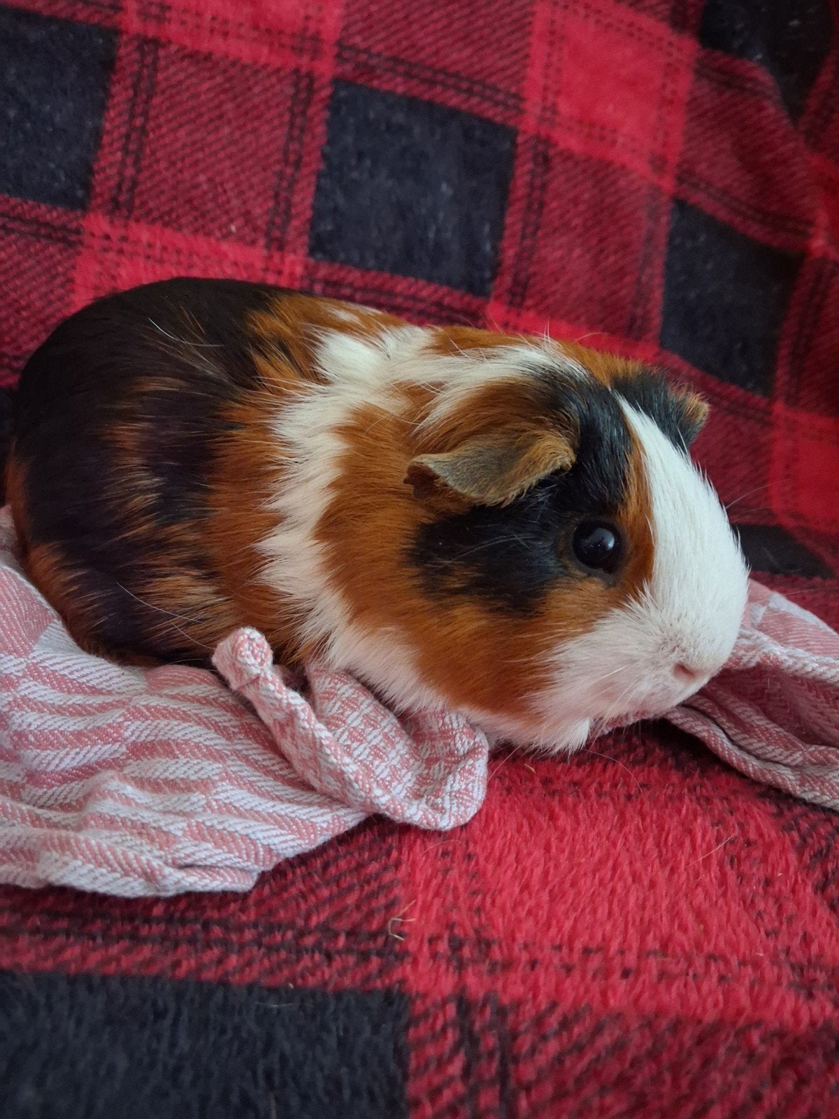 volwassen , cavia, Cavia, April, Vrouwelijk, Tam