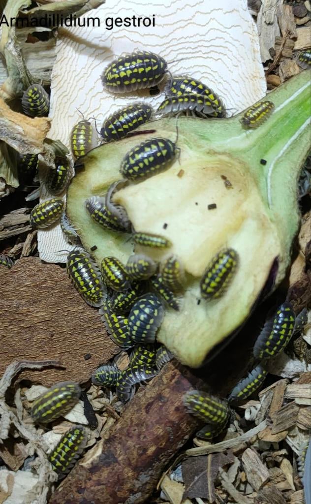 Armadillidium gestroi pissebedden, Overige soorten