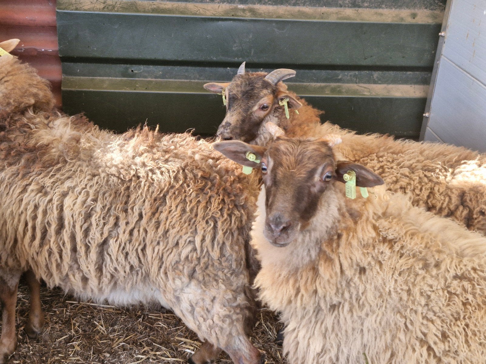 Drentse Heideschapen.6 Ooi- 12 ramlammeren, stamboek ouders, Dieren en Toebehoren, Schapen, Geiten en Varkens, Meerdere dieren