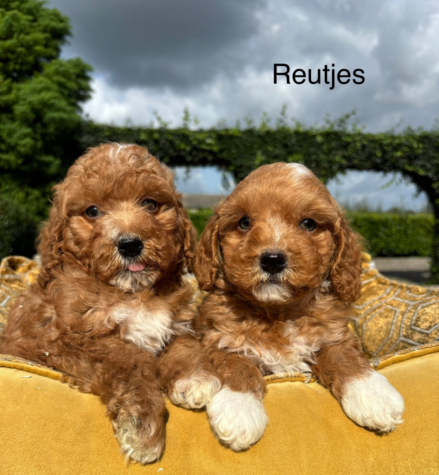 Labradoodle pups mini, Nederland, Overige rassen, 8 tot 15 weken, Meerdere