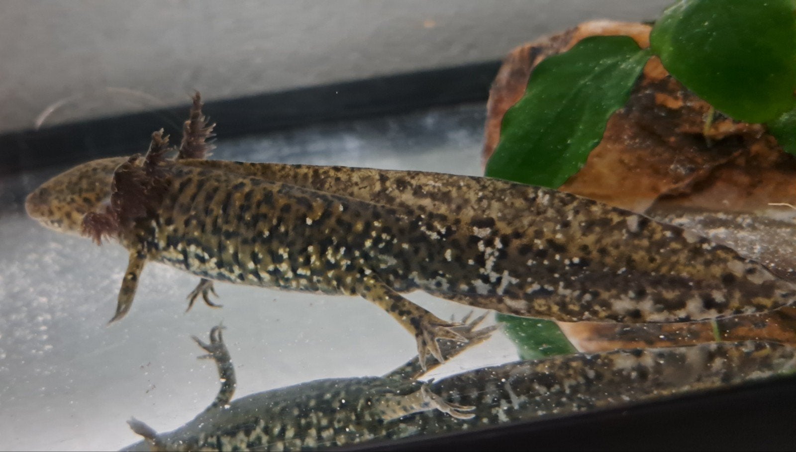 Axolotl's, Vis