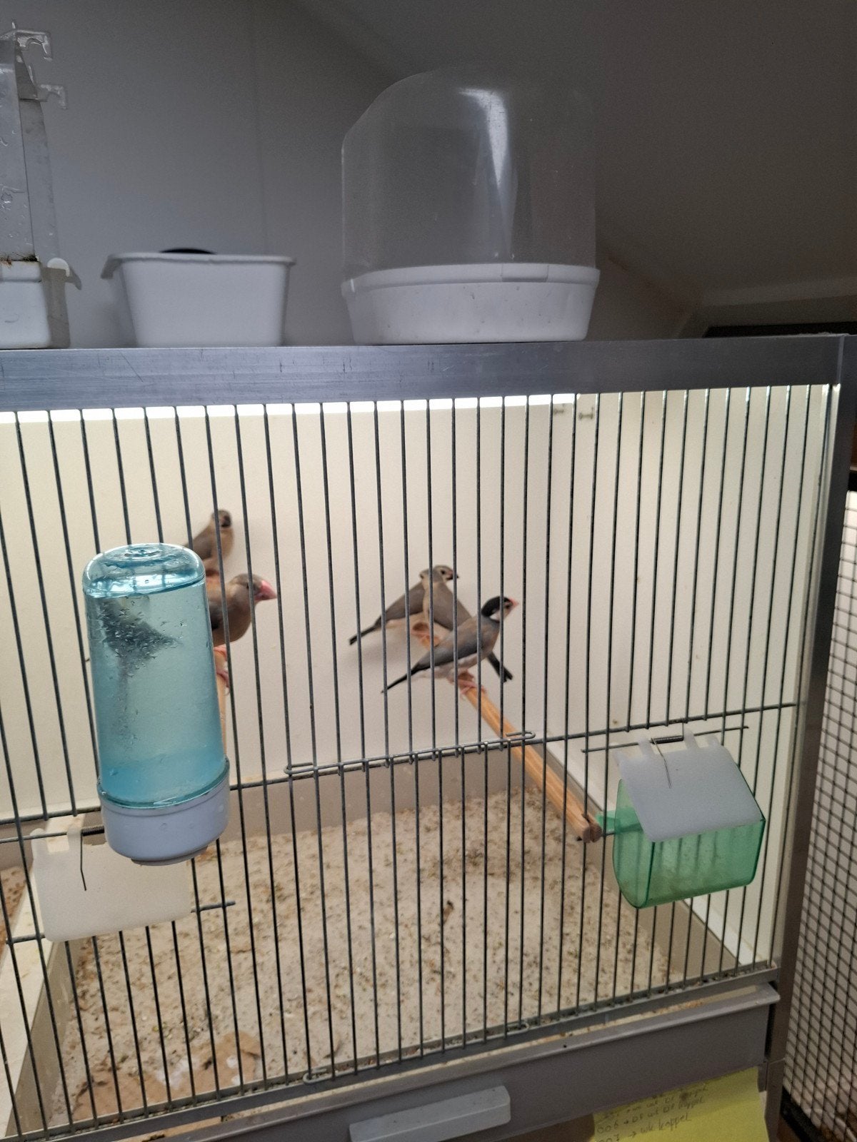 jonge rijstvogels, Meerdere dieren, Tropenvogel