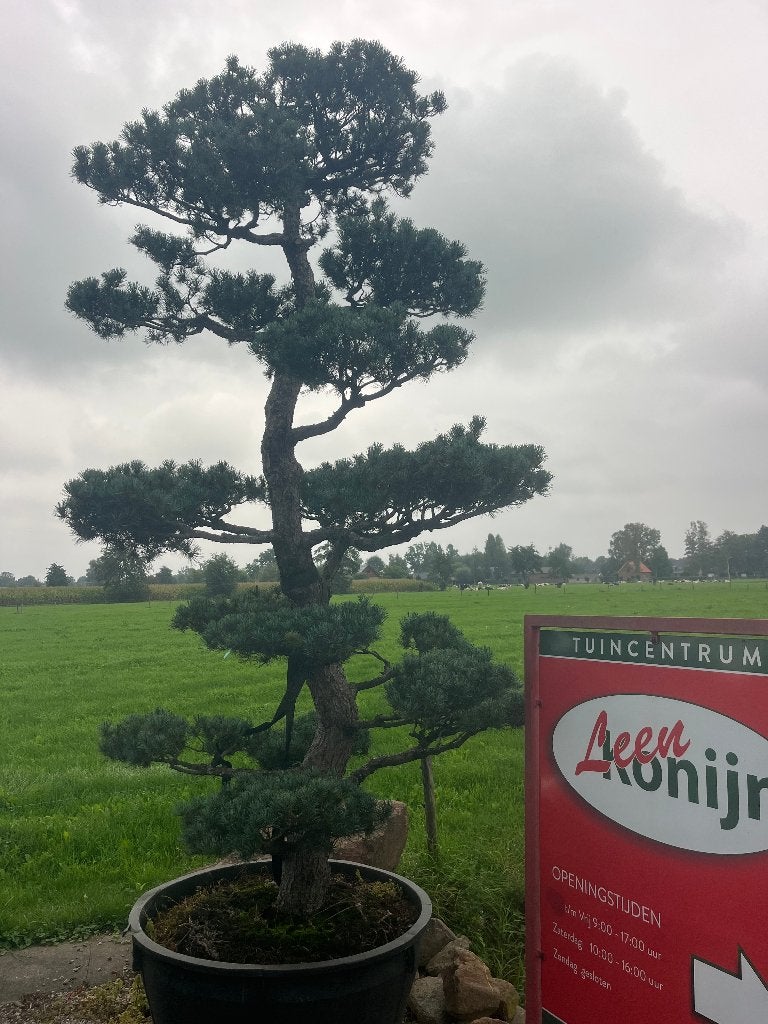 Bonsai, PINUS PENTAPHYLLA +/- 80 jaar oud  € 3850,=, Bloeit niet, Halfschaduw, Overige soorten, 250 tot 400 cm