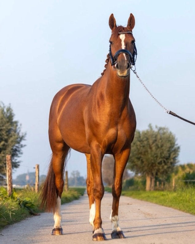 24/7 buitenplek gezocht voor 7 jarige merrie, Dieren en Toebehoren