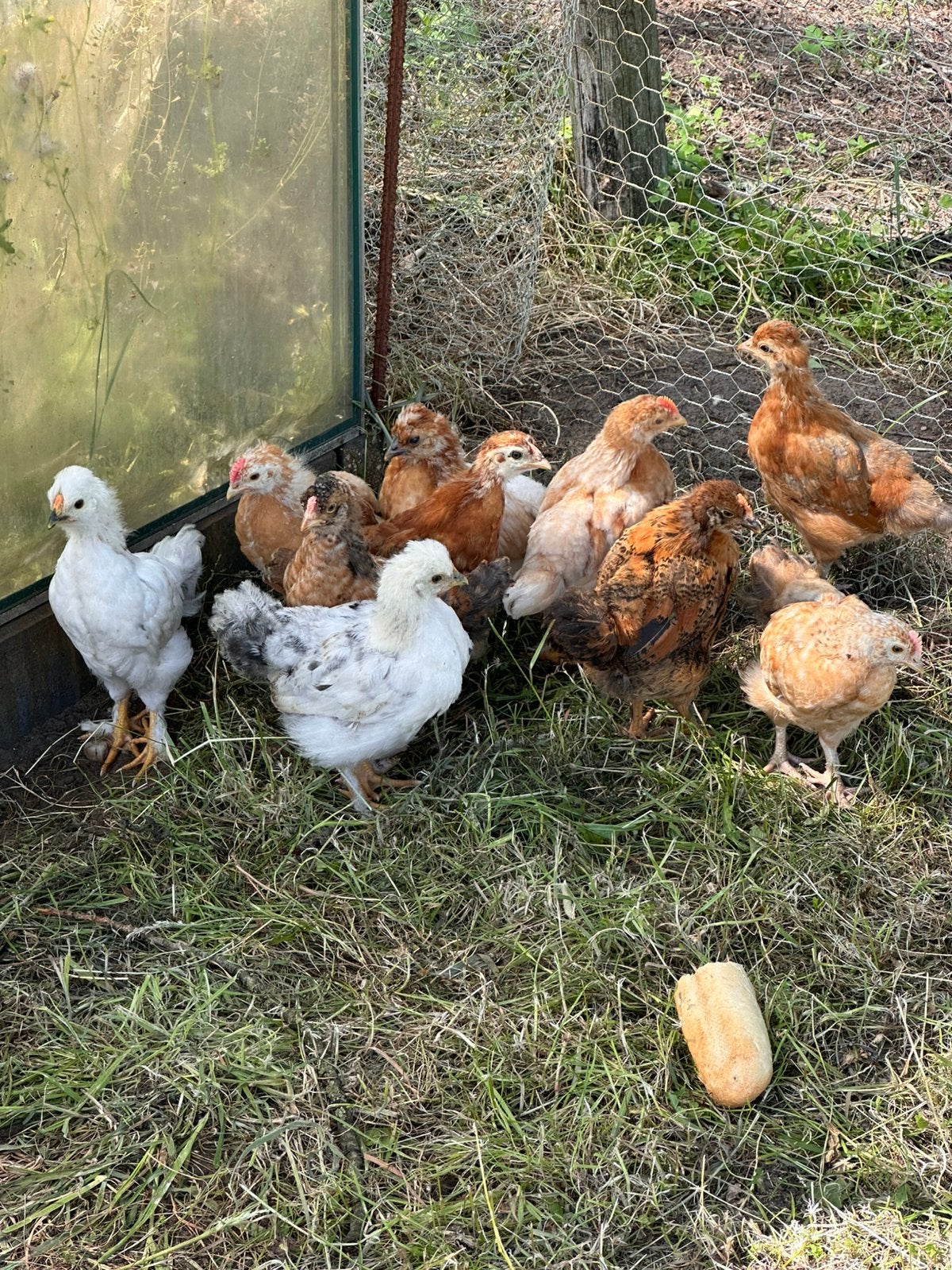Kuikens/kippen 6 weeken oud, Dieren en Toebehoren, Pluimvee, Geslacht onbekend, Kip
