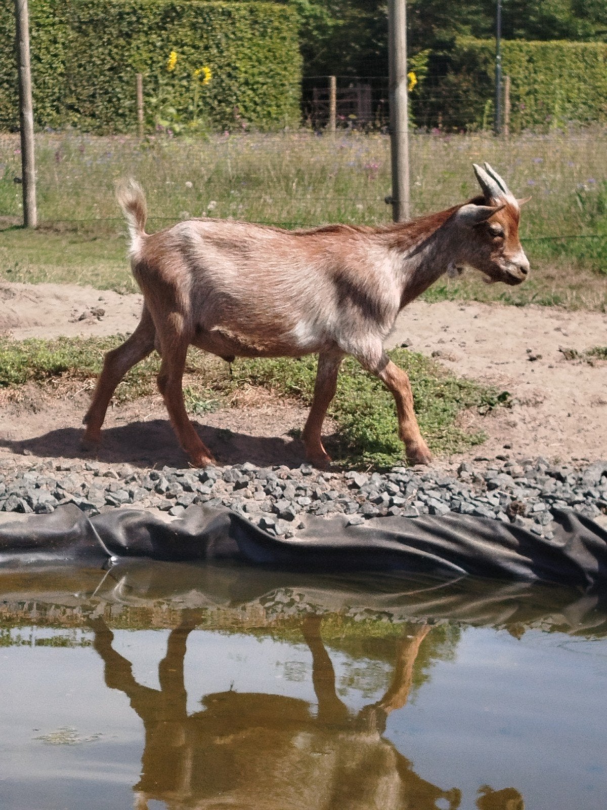Lieve bok te koop!!, Mannelijk, Geit, 0 tot 2 jaar