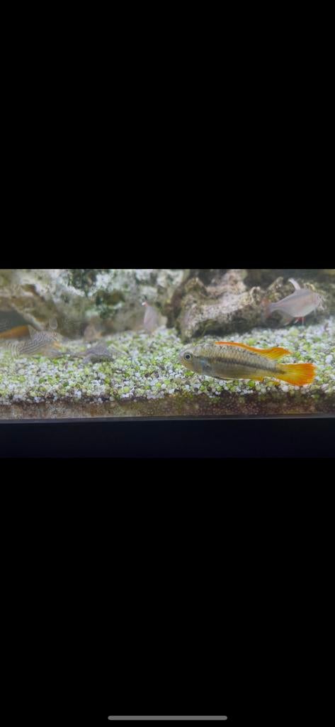 Apistogramma, Vis