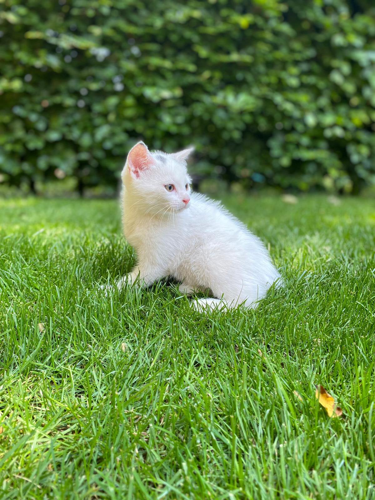 Lieve boerderij kittens