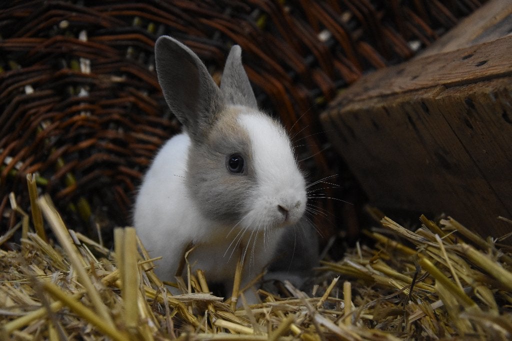 Hollander konijnen | Jonge dieren | Meerdere kleurslagen, Dieren en Toebehoren, Meerdere dieren, Middelgroot, 0 tot 2 jaar