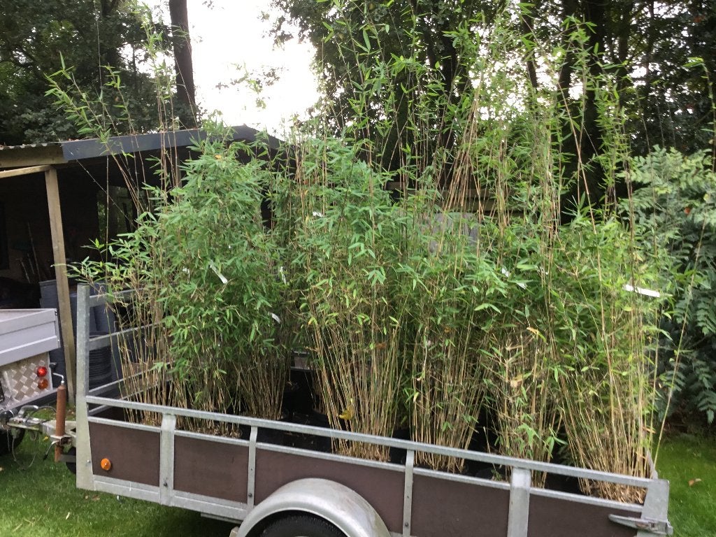 Fargesia Nitida Pillar, niet woekerende bamboe!!!, Tuin en Terras, Ophalen, Bamboe, Struik, 100 tot 250 cm