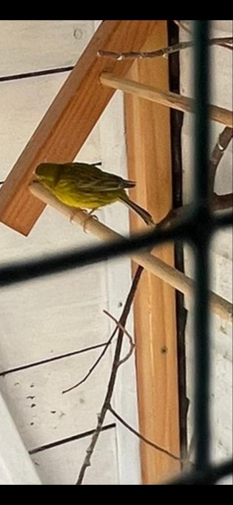 Kanarie pop, Dieren en Toebehoren, Vogels | Overige Vogels, Vrouwelijk, Geringd