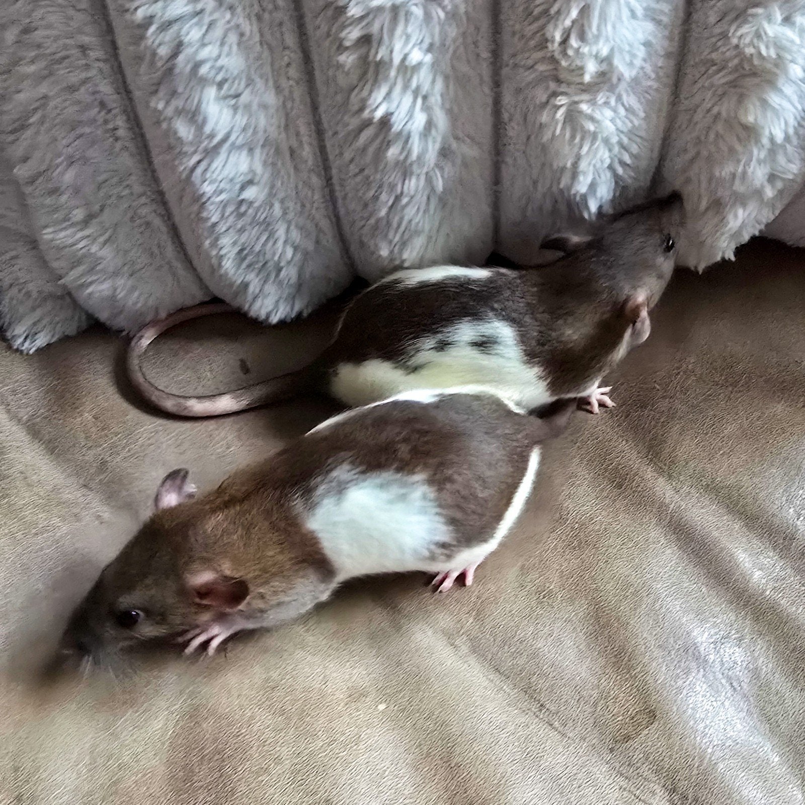 3 Dame's rittens mogen naar nieuw huisje, Dieren en Toebehoren, Knaagdieren, Rat, April, Vrouwelijk, Tam