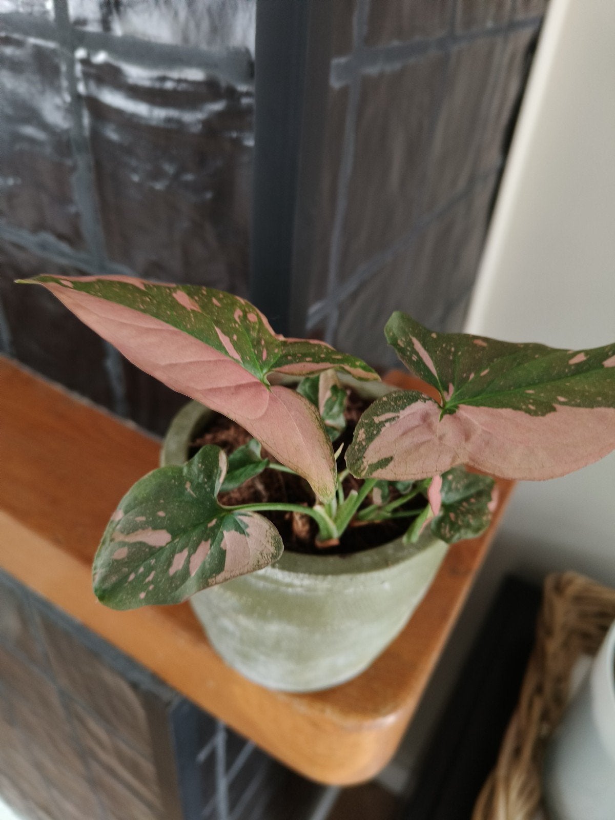 Syngonium Pink Splash in groene pot €5, Ophalen