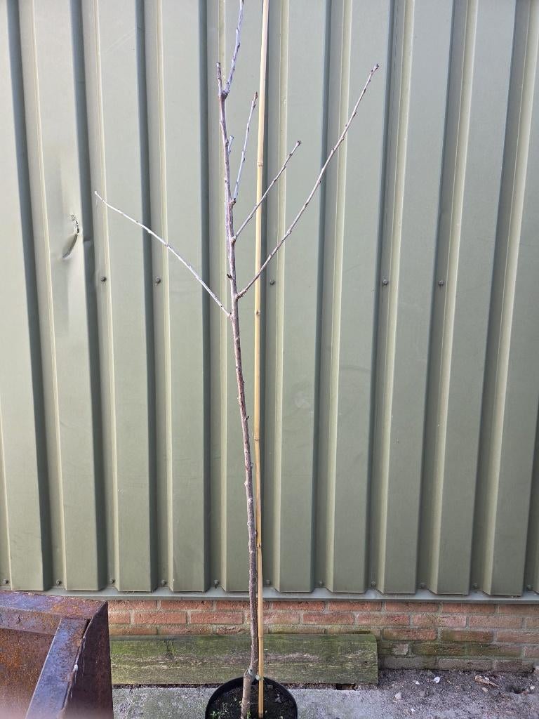 TE Koop aangeboden Vrucht kersen boompjes, Overige soorten, 100 tot 250 cm, Zomer, Ophalen